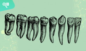 Ortho Imagen | ¿Desde cuándo le damos importancia al Estudio Dental